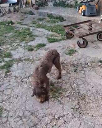 Cucciola di drahthaar