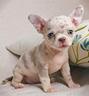 chihuahua-toy-cuccioli-arlecchino-pag-rateale