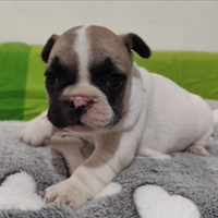Disponibili Bulldog Francesi