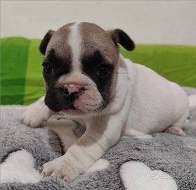 Disponibili Bulldog Francesi