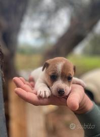 Cuccioli di jack Russel