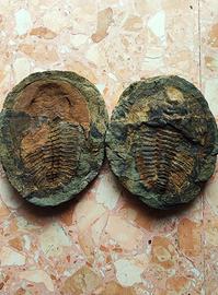 Fossile trilobite Marocco 