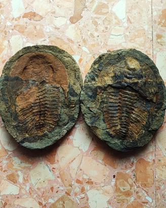 Fossile trilobite Marocco 