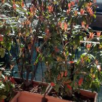 piante da balcone