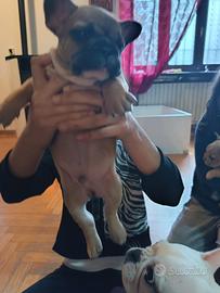 Bulldog francese maschio
