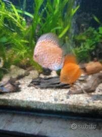 5 Discus