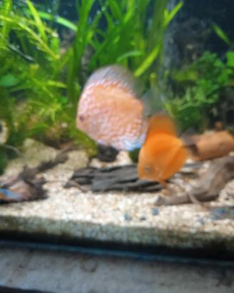 5 Discus