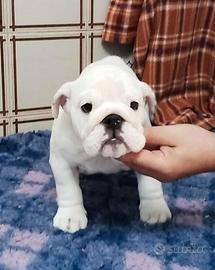 Bulldog Inglese BIANCO LATTE FEMMINA