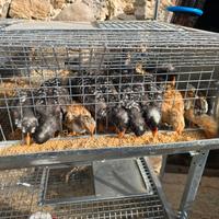 Pulcini Amrock e Americani