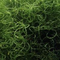 Alghe per refugium acquario marino