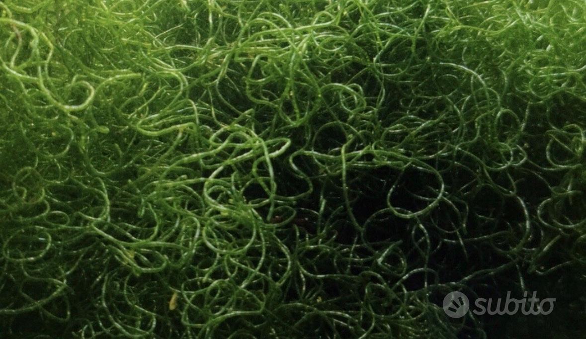 Alghe per refugium acquario marino - Accessori per animali In vendita a ...