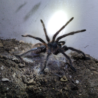 Maschio di L. parahybana x ACCOPPIAMENTO