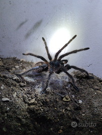 Maschio di L. parahybana x ACCOPPIAMENTO