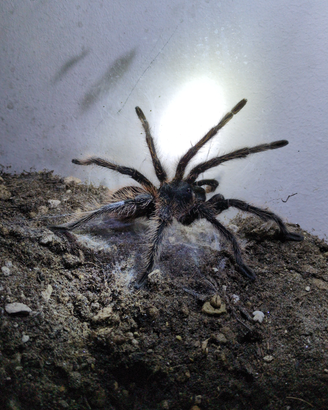 Maschio di L. parahybana x ACCOPPIAMENTO