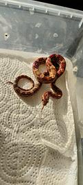 Serpenti del grano baby