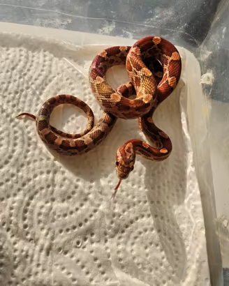 Serpenti del grano baby