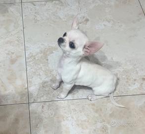Chihuahua mini toy