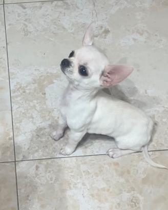 Chihuahua mini toy