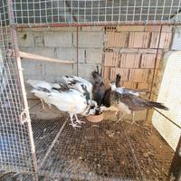 Pavoni bianchi e incrocio Arlecchino-nigripennis