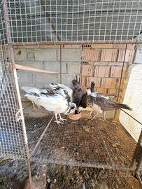 Pavoni bianchi e incrocio Arlecchino-nigripennis