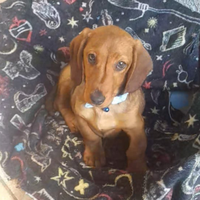 Cucciolo di bassotto nano