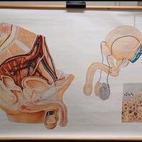 Poster didattico anatomia e genitali maschili