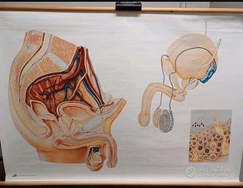 Poster didattico anatomia e genitali maschili
