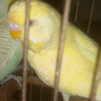 Pappagallo cocorito avorio occhi rossi