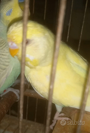 Pappagallo cocorito avorio occhi rossi