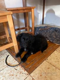 Cuccioli incrocio Labrador