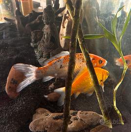 Coppia carpe koi GRATIS