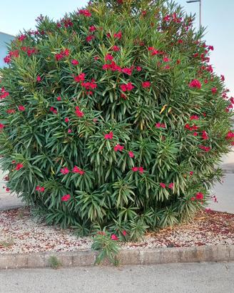 Piante di oleandro rosso in vaso