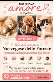 Norvegesi delle foreste
