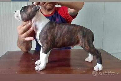 American staffordshire terrier cuccioli