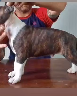 American staffordshire terrier cuccioli