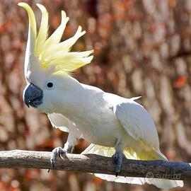 Cacatua Triton - pulli da imbecco