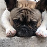 Bulldog pedegree enci per monta