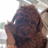 Cucciola Barboncino Toy