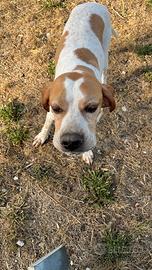 Cane da tartufi