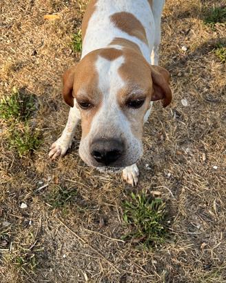 Cane da tartufi