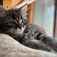 Cucciolo di gatto siberiano ipoallergenico