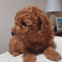 Barboncino toy fulvo