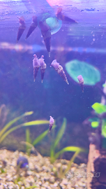 Lumache per acquario 20 pezzi