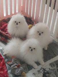 Spitz maschio con pedigree