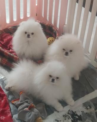 Spitz maschio con pedigree