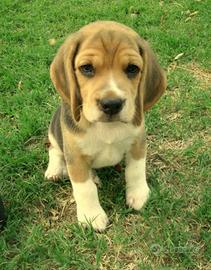 Cucciola beagle