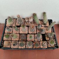 Lotto 24 Copiapoa