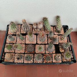 Lotto 24 Copiapoa
