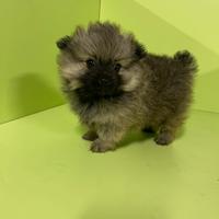 Cuccioli di volpino