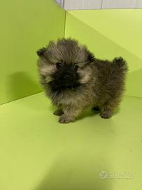 Cuccioli di volpino